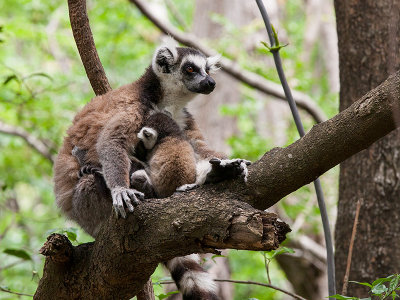 ring-tailed lemur  Lemur catta