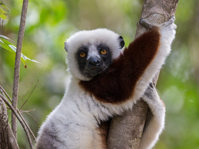 Coquerel's sifaka  Propithecus coquereli
