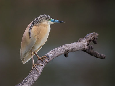 squacco heron <br> Ardeola ralloides 