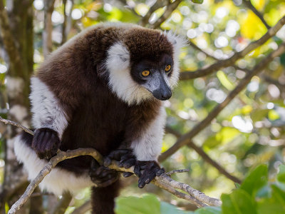 black-and-white ruffed lemur <br> Varecia variegata