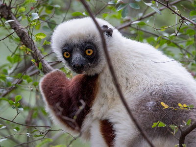 Coquerel's sifaka  Propithecus coquereli