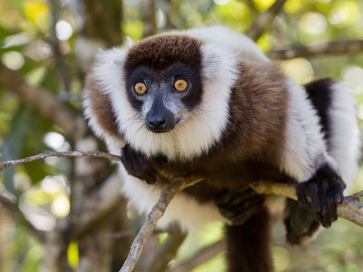 black-and-white ruffed lemur <br> Varecia variegata