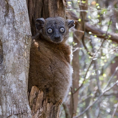 Hubbards sportive lemur