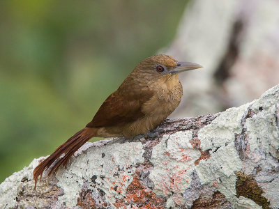cinnamon-throated woodcreeper  Dendrexetastes rufigula