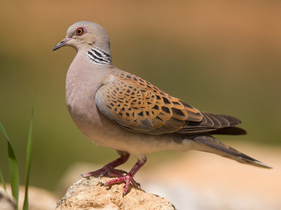 turtle dove  Streptopelia turtur