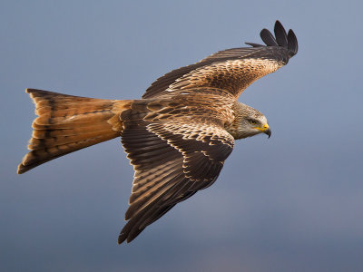 red kite (Milvus milvus)