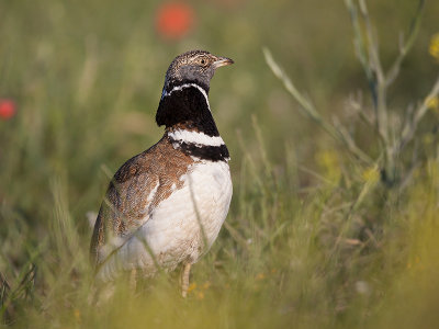 little bustard  Tetrax tetrax