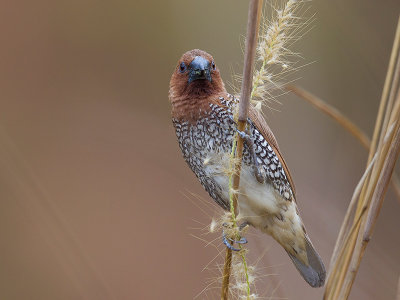 scaly-breasted munia  Lonchura punctulata