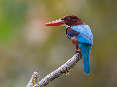 white-throated kingfisher<i> (Halcyon smyrnensis)</i>