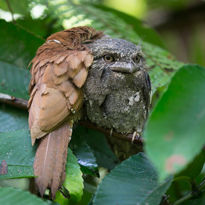 sri lanka frogmouth  Batrachostomus moniliger