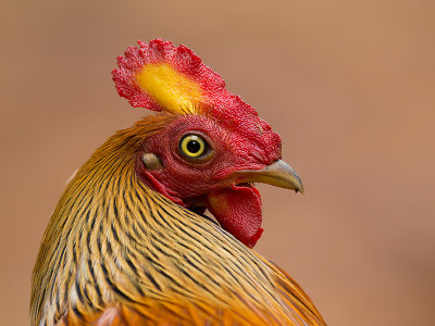 sri lanka junglefowl(Gallus lafayetii)