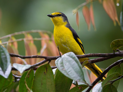 orange minivet (f.)  Pericrocotus flammeus