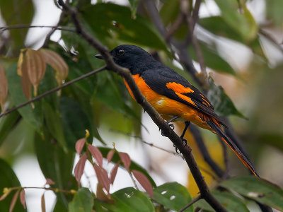 orange minivet (m.)  Pericrocotus flammeus