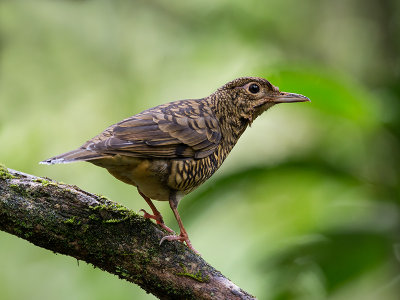 sri lanka thrush  Zoothera imbricata