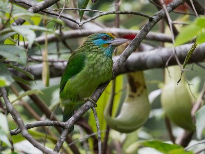 yellow-fronted barbet <br> Megalaima flavifrons