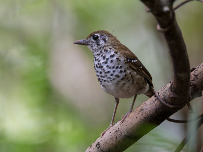 spot-winged thrush  Geokichla spiloptera