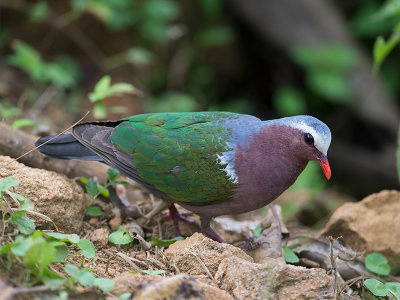 emerald dove  Chalcophaps indica