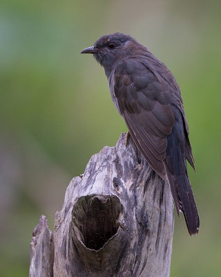 grey-bellied cuckoo  Cacomantis passerinus