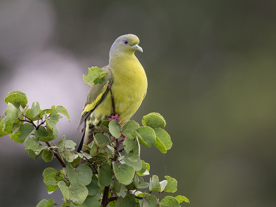 sri lanka green-pigeon  Treron pompadora