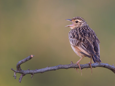 jerdon's bush lark  Mirafra affinis