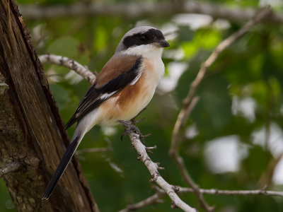 bay-backed shrike <br> Lanius vittatus