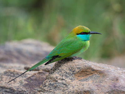 green bee-eater  Merops orientalis