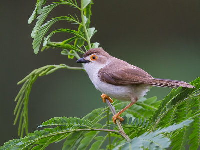 yellow-eyed babbler  Chrysomma sinense