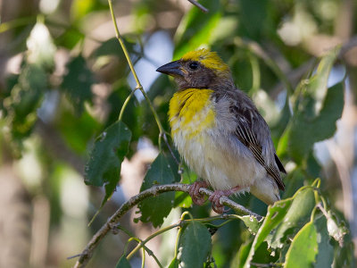 baya weaver  Ploceus philippinus