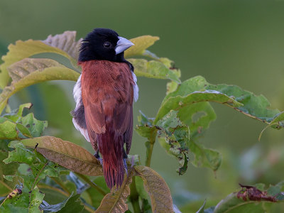 tricolored munia  Lonchura malacca