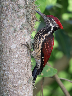 Black-rumped flameback (Dinopium benghalense)