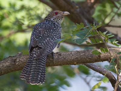 asian koel (Eudynamys scolopaceus)