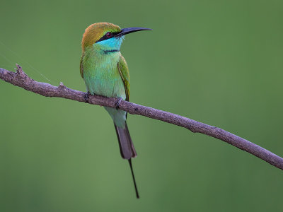 green bee-eater (Merops orientalis)