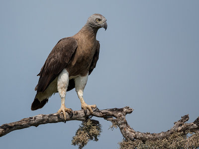 grey-headed fish eagle (Icthyophaga ichthyaetus)
