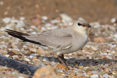 small pratincole (Glareola lactica)