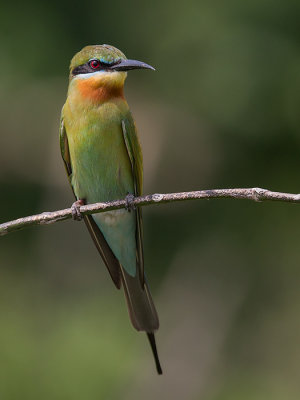 blue-tailed bee-eater (Merops philippinus)