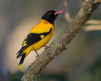black-hooded oriole (Oriolus xanthornus)