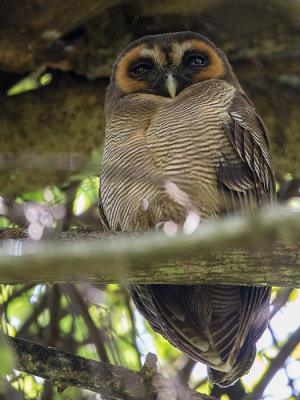 brown wood-owl (Strix leptogrammica)