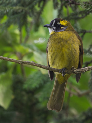 yellow-eared bulbul (Pycnonotus penicillatus)