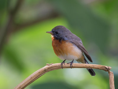 kashmir flycatcher (Ficedula subrabra)