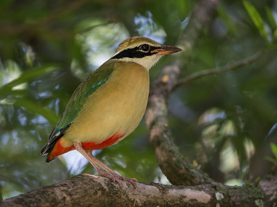 indian pitta (Pitta brachyura)