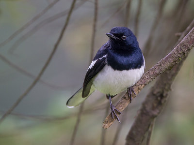 oriental magpie-robin (Copsychus saularis)