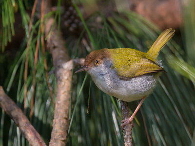 common tailorbird (Orthotomus sutorius)