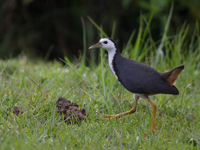 white-breasted waterhen (Amaurornis phoenicurus)