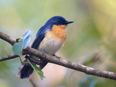 tickell's blue flycatcher (Cyornis tickelliae)