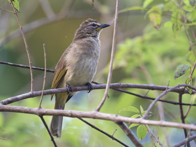 white-browed bulbul (Pycnonotus luteolus)