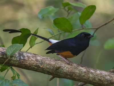 white-rumped shama (Copsychus malabaricus)</em)