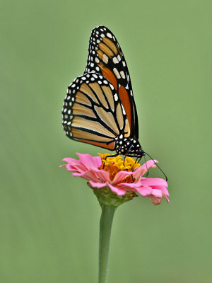 Butterflies