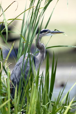 Heron2.jpg