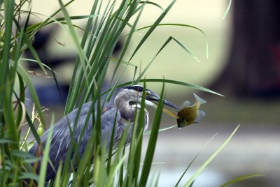 Heron3.jpg
