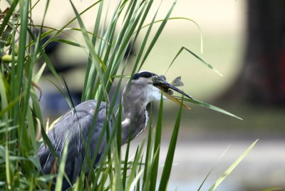 Heron4.jpg